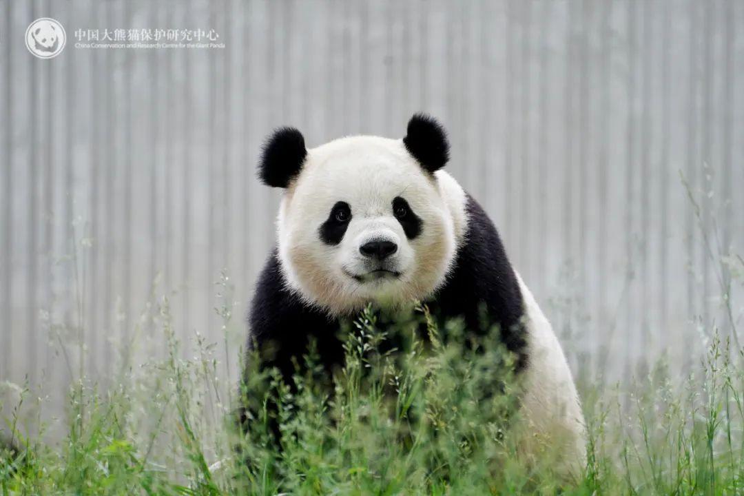 熊猫宝宝中国有限公司__大熊猫宝璐